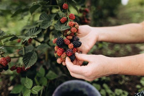 27 Edible Plants In Oklahoma Which Will Make You Surprised