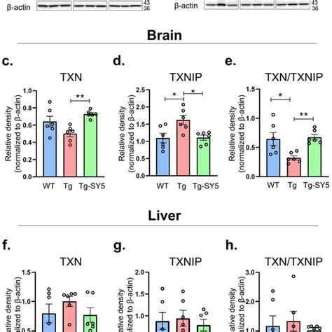 The Txn Or Txnip Protein Expression Level In The App Ps Mice