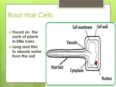 These findings elucidate the molecular. Cells and cell specialization