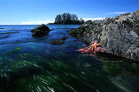 Beachcombing On Vancouver Island And Gulf Islands British Columbia