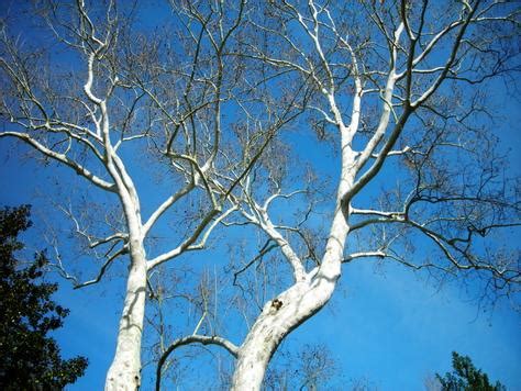 We did not find results for: Sycamore Tree: Pictures, Images. Photos, Facts of Sycamores