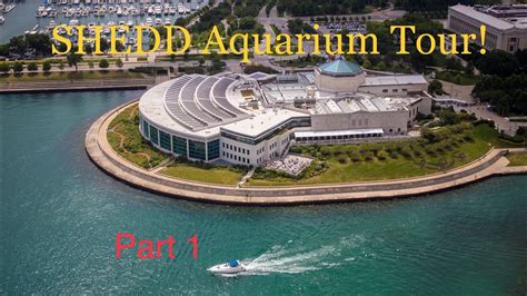 Chicago Shedd Aquarium Tour Pt 1 Youtube