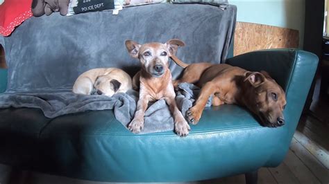 Hunde Dogs On Rolf Benz Couch Youtube