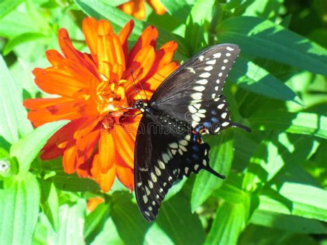 Mariposa Negra Hermosa De Swallowtail En Zinnia Anaranjado Foto De