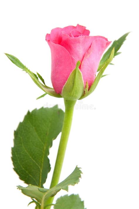 Two Beautiful Pink Roses Stock Image Image Of Romantic 10066499