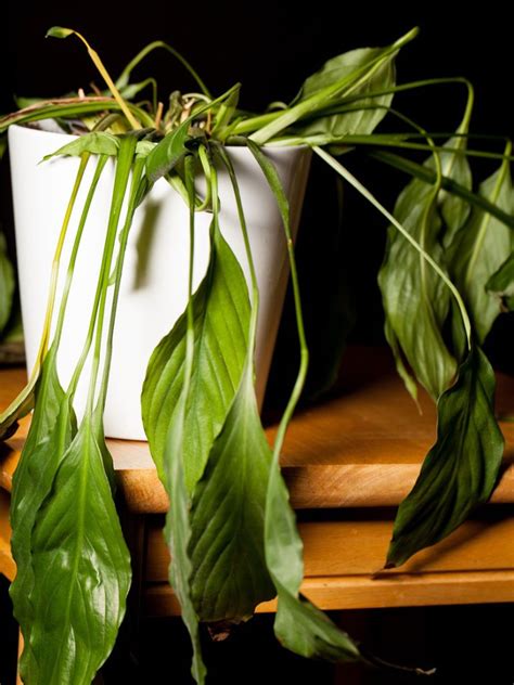 Why You Have A Drooping Peace Lily And How You Can Save It