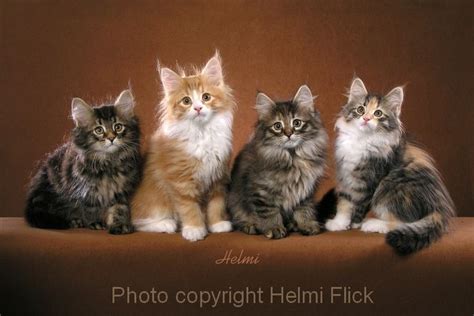 Norwegian Forest Cat Kittens For Sale Norwegian Forest Cat Breeders