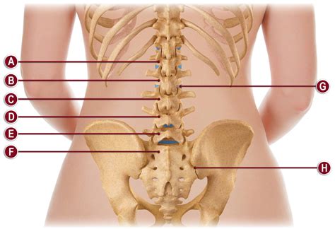Lower Spine Anatomy Anatomy Diagram Book My Xxx Hot Girl