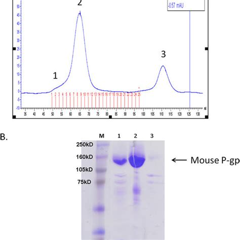 Fig S Size Exclusion Chromatography Sec Plot Of P Gp Nb