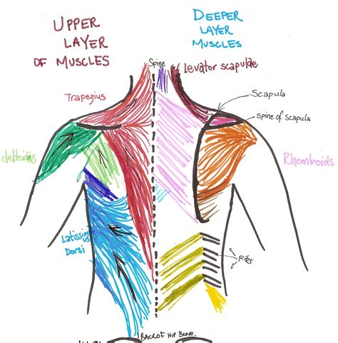 Back Muscles Pistures Biological Science Picture Directory Pulpbits Net