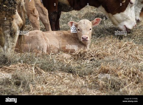 Brown Calf Laying On The Straw In A Small Enclosure On A Small Farm