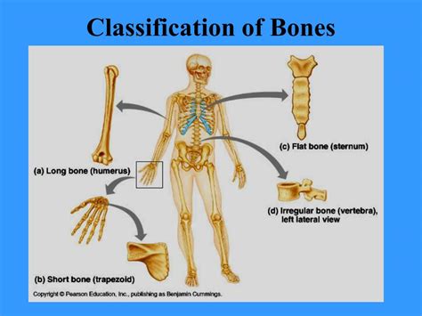 Ppt Bones And Bone Tissues Powerpoint Presentation Free Download Id416539