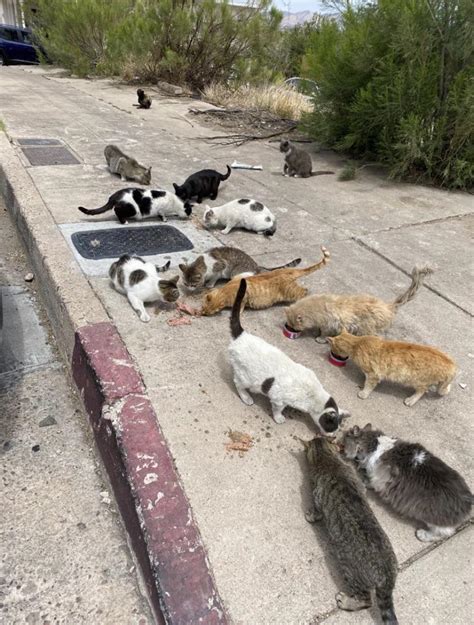 Feral Colony I Have Feed For More Than 10 Years Had Rescued Over 100 Cats From Here Some Of