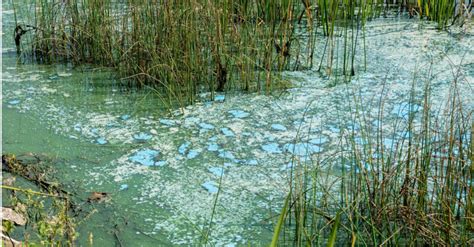 We did not find results for: On World Water Day, Organic Consumers Assoc. Renews Call ...