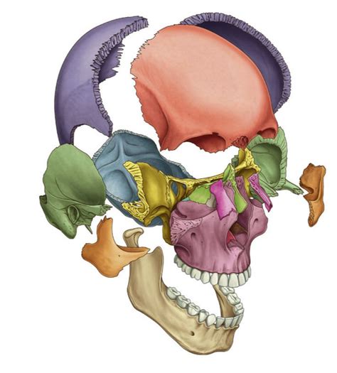 Aula de Anatomia Cabeça Anatomia da cabeça Anatomia Anatomia dos ossos