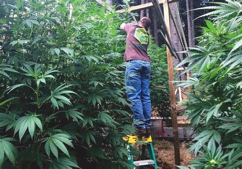 Cannabis Boom Squeezes Farmland Across North America Farmtario