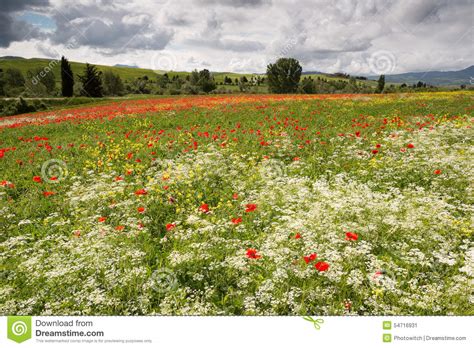 Poppies And Wildflowers In Tuscany Stock Image Image Of Color
