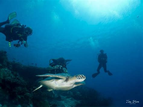 Turtle Dive Bali Rushkult