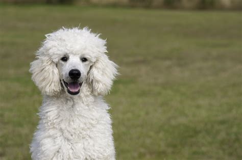 Free Images White Vertebrate Dog Breed Miniature Poodle