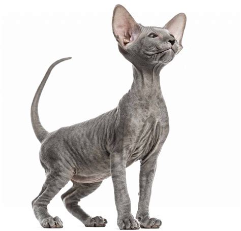 The Peterbald Cat Breed A Cat Like No Other