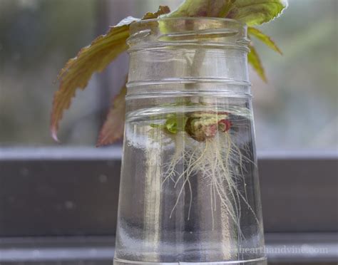 How To Easily Root Plants In Water With Cuttings