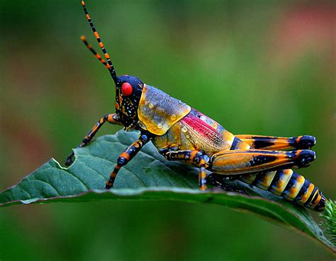 Top 10 Macro Photographs Of Insects Just Amazing Things