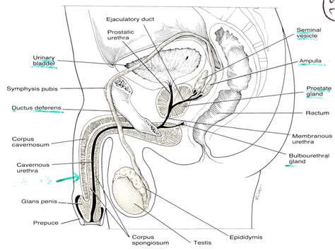 The male reproductive system mainly resides within the pelvis. Reproductive System - Biology 164 with Dolan at Clark ...