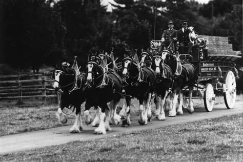 The Anheuser Busch Clydesdales Through The Years Clydesdale
