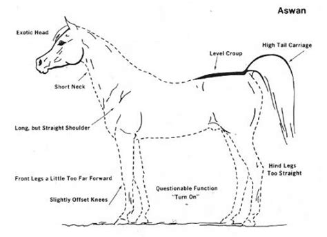 Aswan Arabian Stallion Conformation Annotated With Faults Arabian