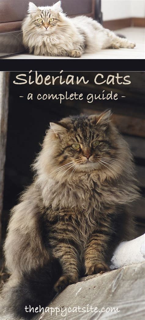 Siberian Cat A Complete Guide To The Unique Siberian Forest Cat Artofit