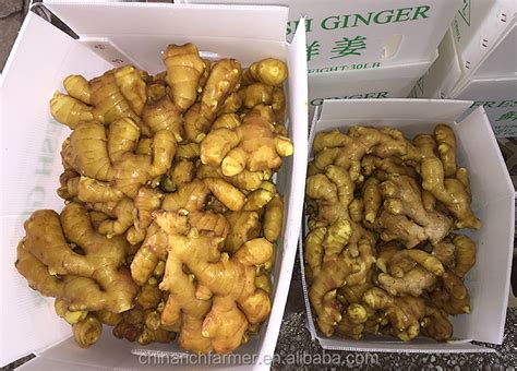 Fresh Chinese Mature Ginger For Sale Buy Fresh Gingerchinese Gingers