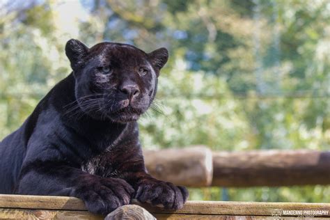 Jaguar Zoo Amneville Mandenno Photography Flickr