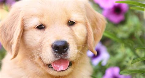 50 Unbelievable Facts About Golden Retrievers In 2023