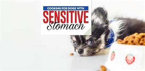 Raw food diets will almost never include grains, as the other ailments like sensitive stomachs, itching, allergies, and goopy eyes or ears have also diminished or disappeared after making the switch away. How to Feed Dogs with Sensitive Stomach: Vet Guide on Food ...