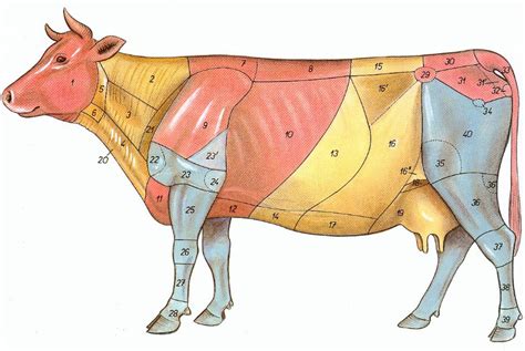 Juegos De Ciencias Juego De Anatomía Topográfica De La Vaca Parte Ii