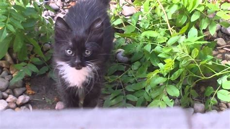 Curious Feral Kitten Youtube