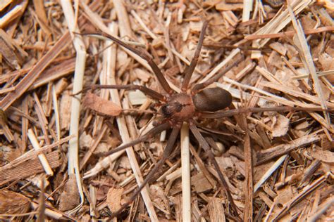Brown Recluse Spider Bite Necrosis