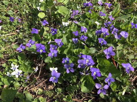 Wisconsin Wildflower | Wood Violet | Viola papilionacea| The Wisconsin ...