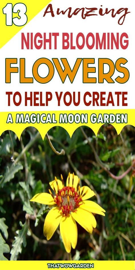13 Night Blooming Flowers To Help You Create A Magical Moon Garden