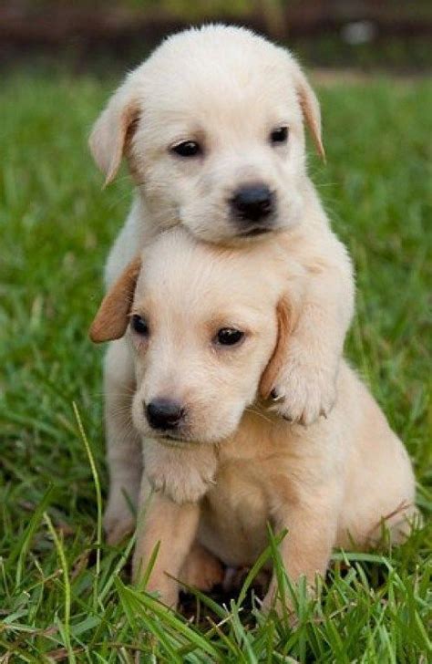 50 Adorables Imágenes De Perros Los Cachorros Más Bonitos Y Tiernos