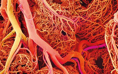 A Giant Step For Artificial Organs Blood Vessels Synthesized By 3d