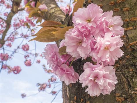 Close Up Blooming Pink Sakura Cherry Blossom Or Japanese Cherry Bud