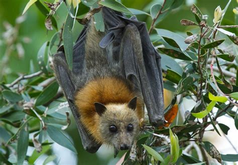 Protecting Grey Headed Flying Fox Camps And Food Sources Coffs
