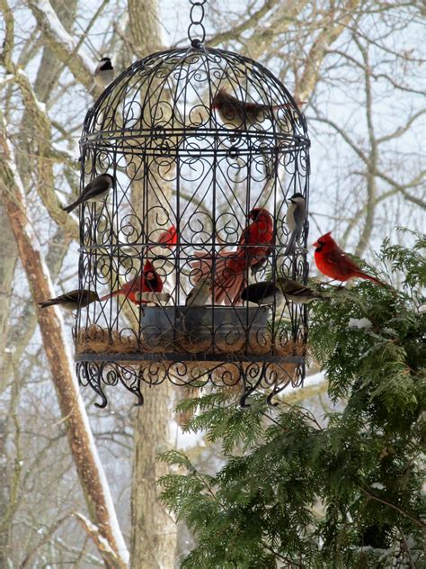 Love Our Beautiful Cardinals What A Beautiful Bird Feeding Station No