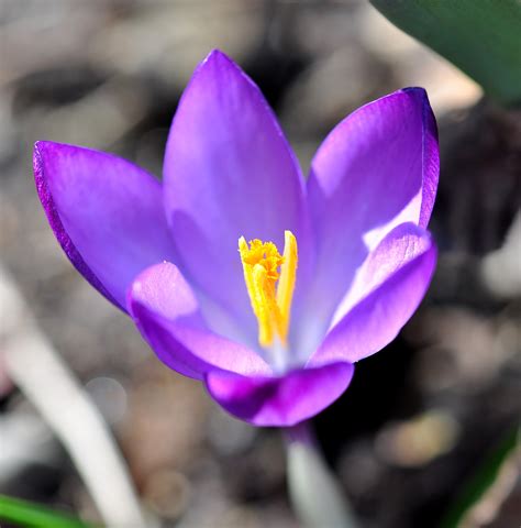 22 Early Blooming Flowers For Spring Birds And Blooms