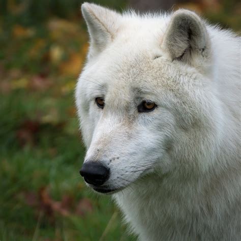 Arctic Wolf There Are Only 3 Arctic Wolves In The Uk And T Flickr