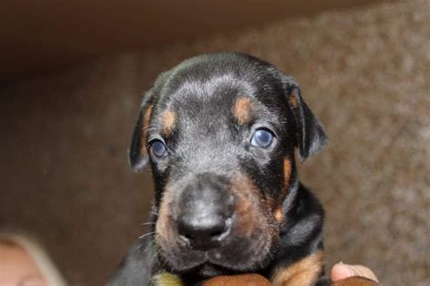 Check out our doberman puppies selection for the very best in unique or custom, handmade pieces from our there are 1726 doberman puppies for sale on etsy, and they cost $20.04 on average. Doberman Pinscher, Doberman puppies, Dogs, for Sale, Price