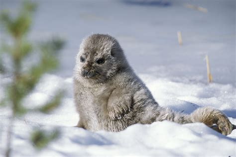 Warm Winter Makes Rescuing Finlands Saimaa Seal Many Degrees More