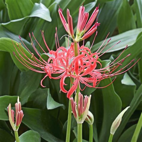 Red Lycoris Red Radiata Hardy Red Surprise Lily Blooms Large Spider Lily Bulb For Planting Cm