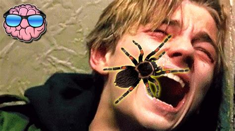 Top 10 Most Dangerous Spiders In The World Youtube